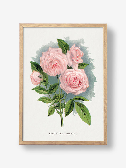Pink Rose Lithograph