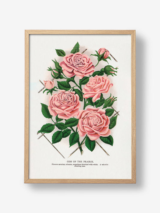 Gem of the Prairie Lithograph