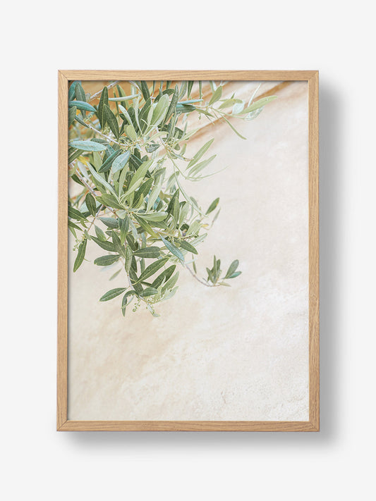 Olive Tree Leaves