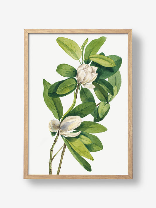 Swamp Magnolia
