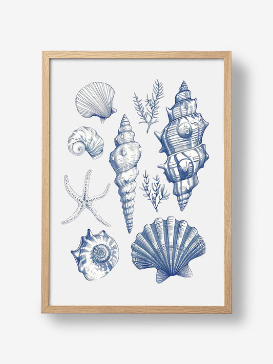 Shell Collage