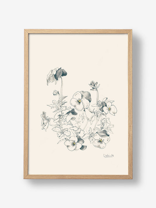 Pansies pencil drawing