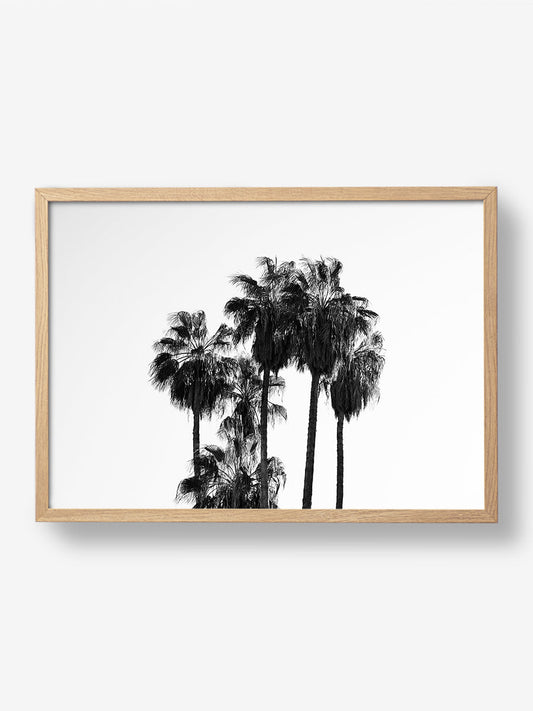 Elegant Silhouettes of Tall Palm Trees