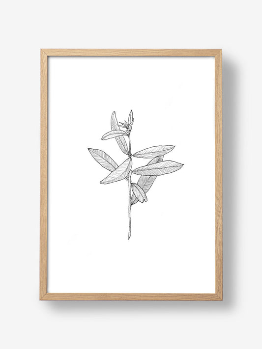 Delicate Leaf Sketch