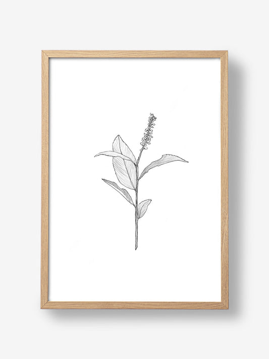 Delicate Plant Sketch