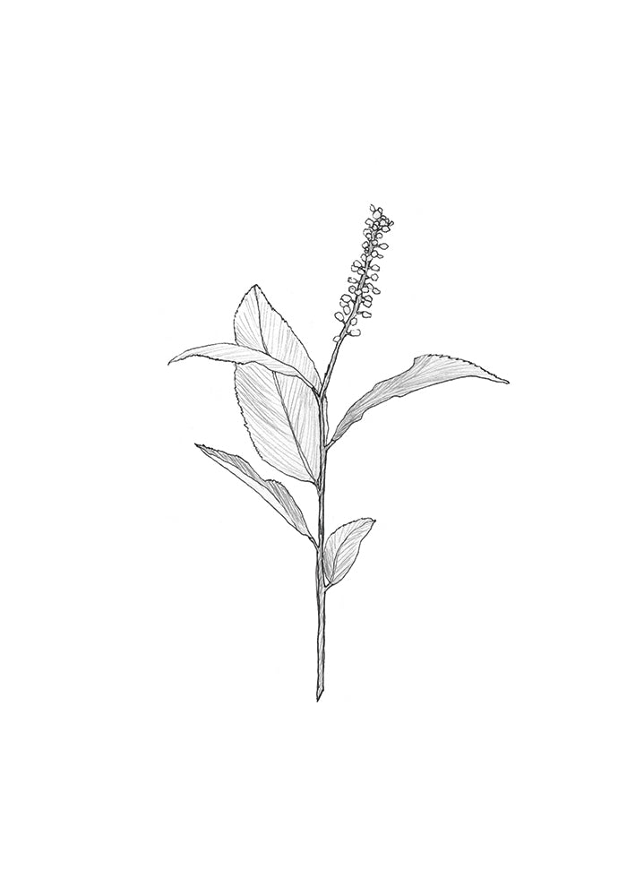 Delicate Plant Sketch