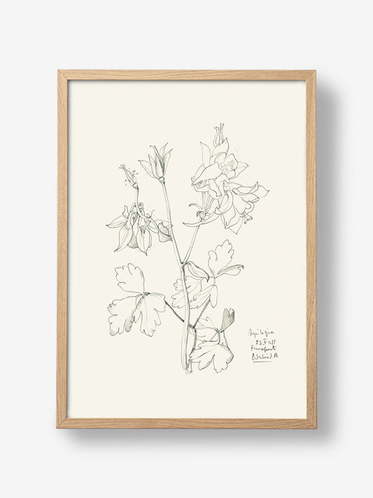 Aquilegia n1