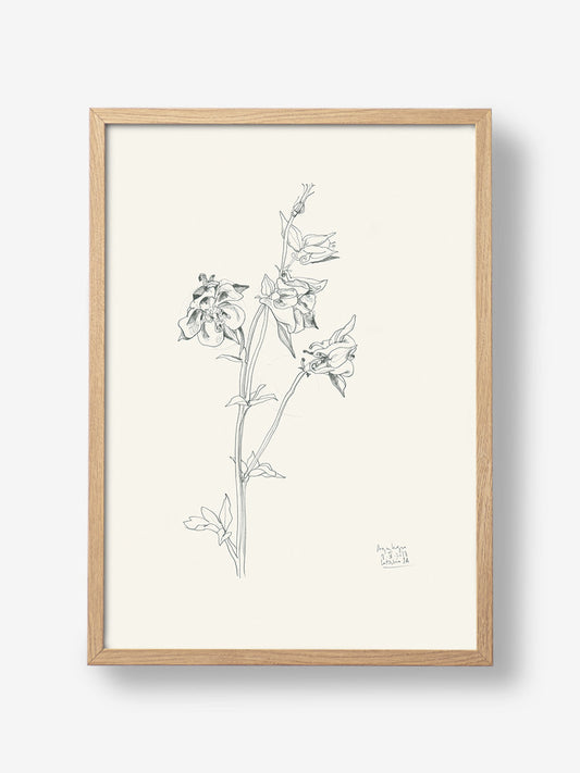 Aquilegia n2